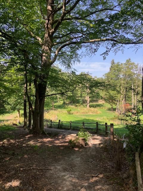 Woods and view near Dormansland
